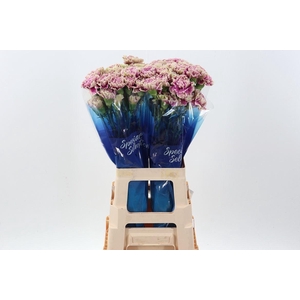 Dianthus ST 'Antigua'