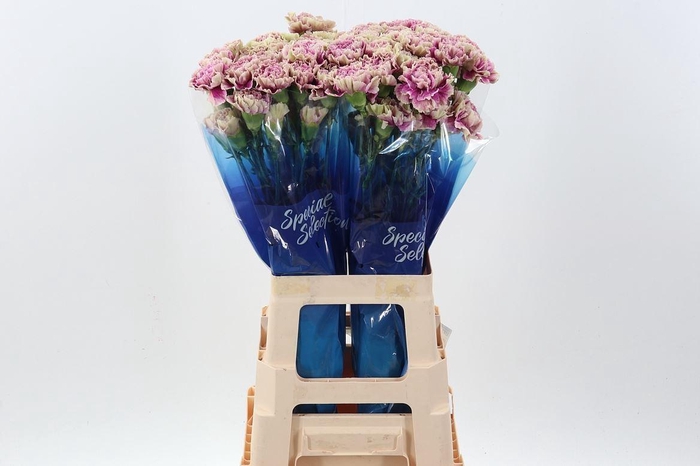 <h4>Dianthus ST 'Antigua'</h4>