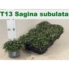 Sagina Subulata