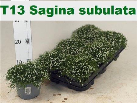 Sagina Subulata