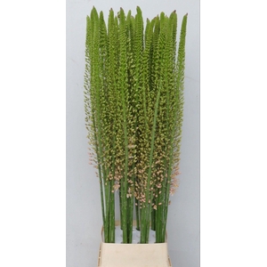 EREMURUS ROMANCE