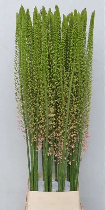 <h4>EREMURUS ROMANCE</h4>