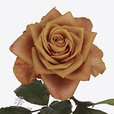 Rosa garden symbol