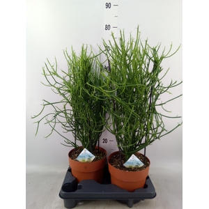 Euphorbia tirucalli