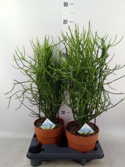 <h4>Euphorbia tirucalli</h4>