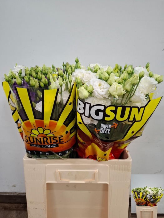 <h4>EUS G GEM IN FUST</h4>