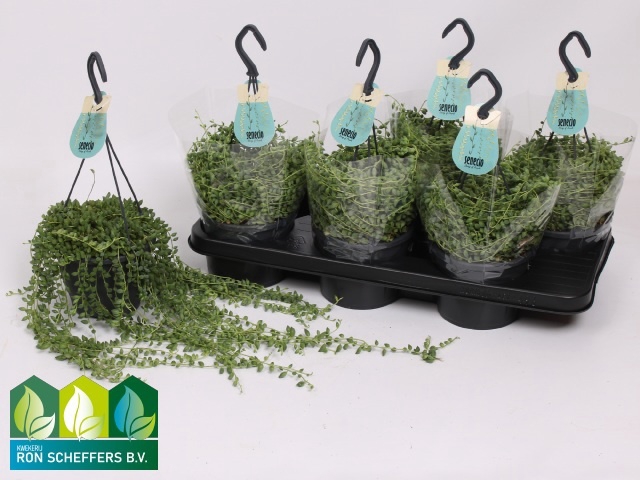 Senecio Herreianus 14Ø 30cm