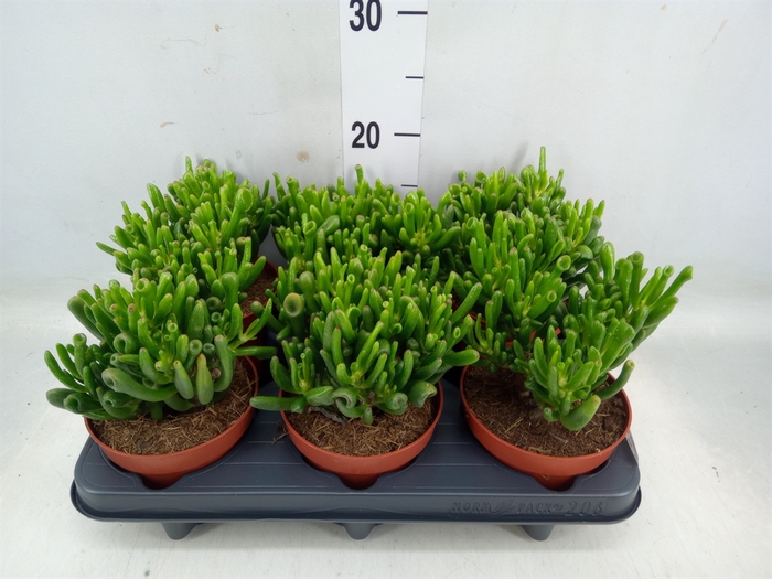 <h4>Crassula ovata 'Hobbit'</h4>