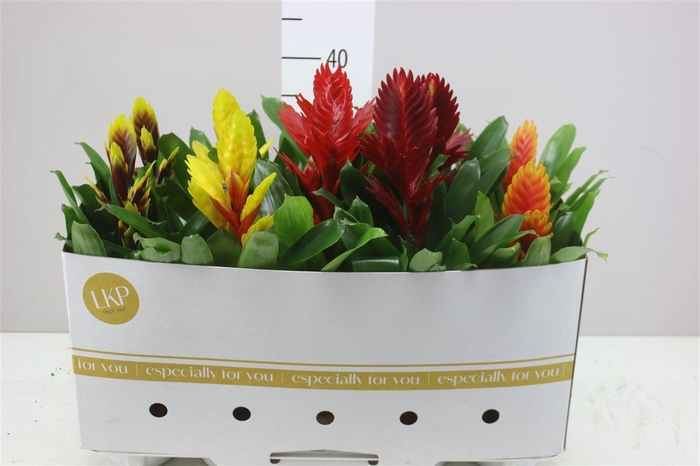 <h4>Vriesea Gemengd</h4>