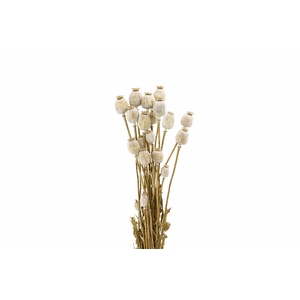 Dried Papaver Natural X5 Bunch