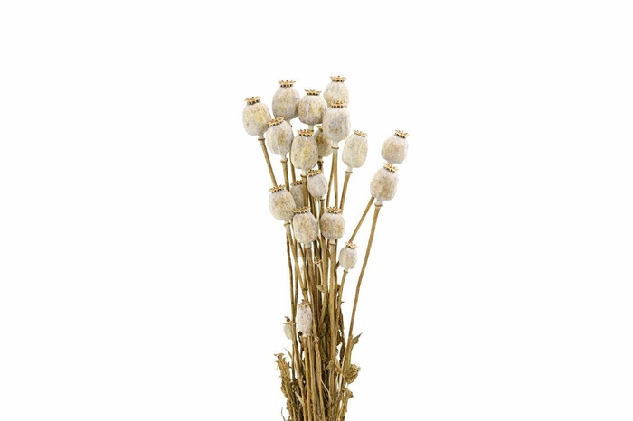 <h4>Dried Papaver Natural X5 Bunch</h4>