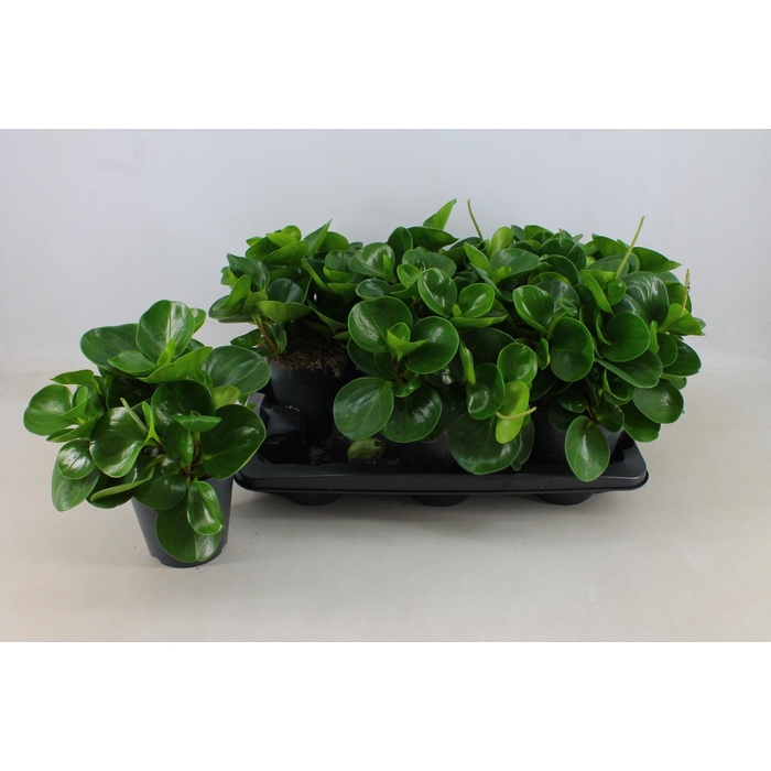 <h4>PEP OBT GREEN GOLD</h4>
