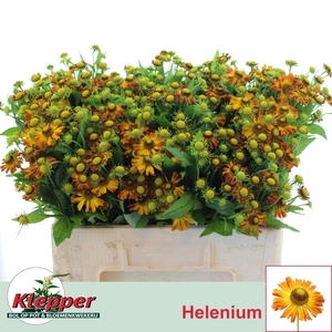 HELEN ORANGE BEAUTY