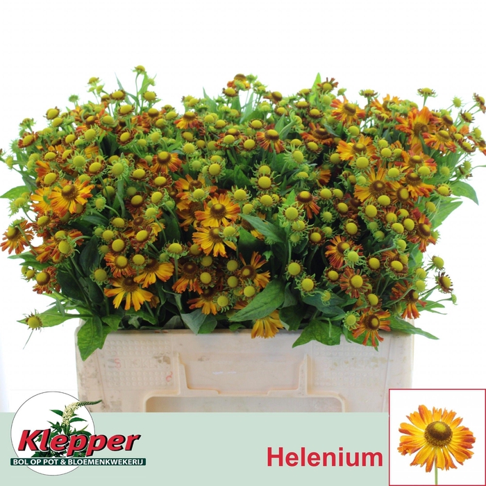 <h4>HELEN ORANGE BEAUTY</h4>