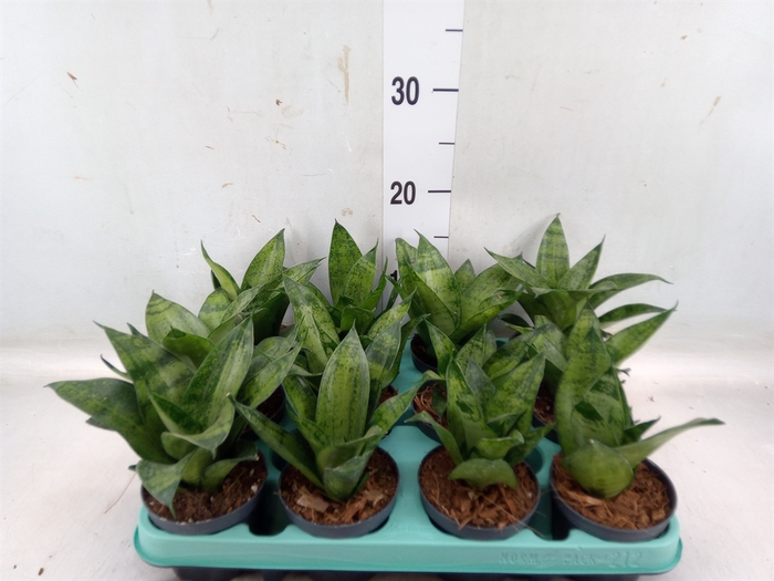 <h4>Sansevieria trifa. 'Hahnii'</h4>