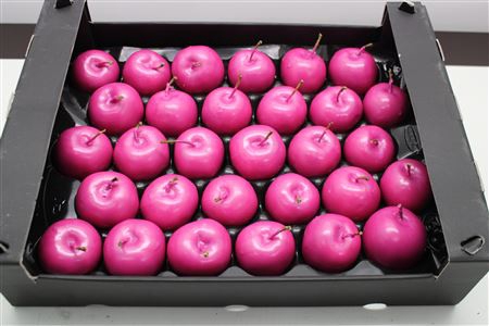 <h4>Waxappel Fuccia</h4>