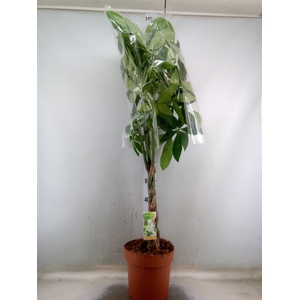 Pachira aquatica