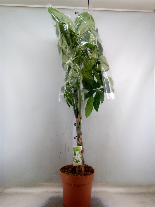<h4>Pachira aquatica</h4>