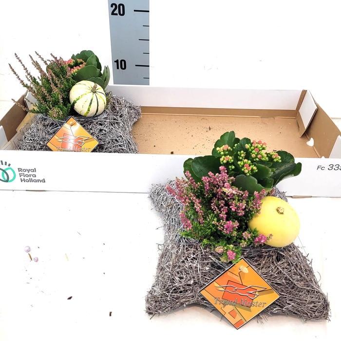 <h4>ARR TUINPLANTEN</h4>