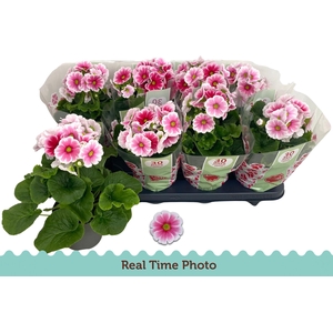 PRIM OB TM RED WHITE