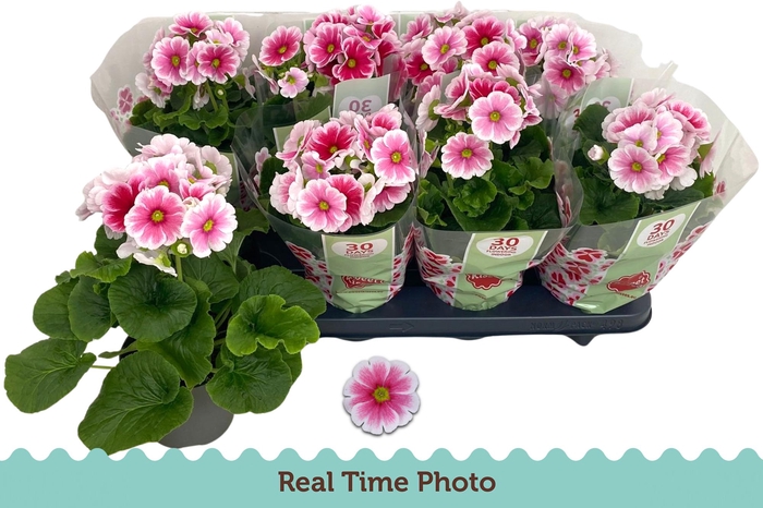 <h4>PRIM OB TM RED WHITE</h4>