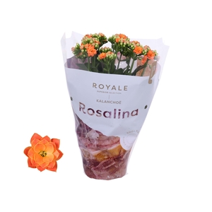Kalanchoe Rosalina 12cm Royale Pedro oranje