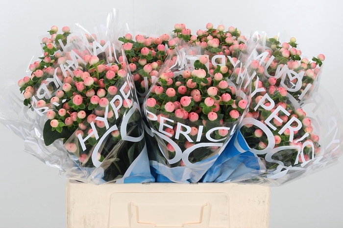 <h4>Hyp Coco Tiamo</h4>