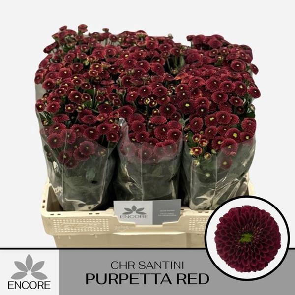 <h4>CHR SAN PURPETTA RED</h4>