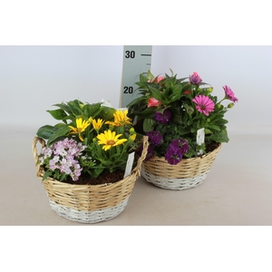 ARR TUINPLANTEN