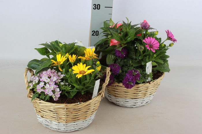 <h4>ARR TUINPLANTEN</h4>
