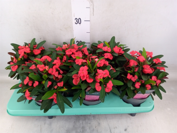 <h4>Euphorbia milii 'Maxi Olympia'</h4>