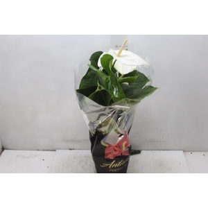 ANTHURIUM ALASKA P17 PREMIUM