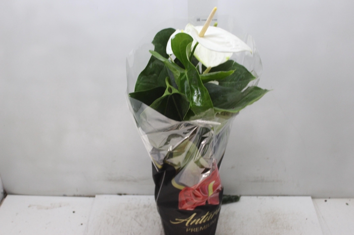 <h4>ANTHURIUM ALASKA P17 PREMIUM</h4>