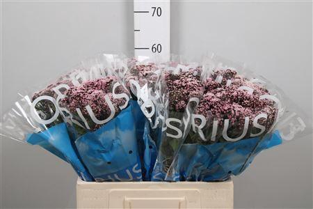 <h4>Eupat Ru Lucky Pink</h4>