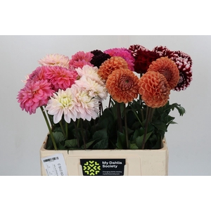 Dahlia   ...mix in fust