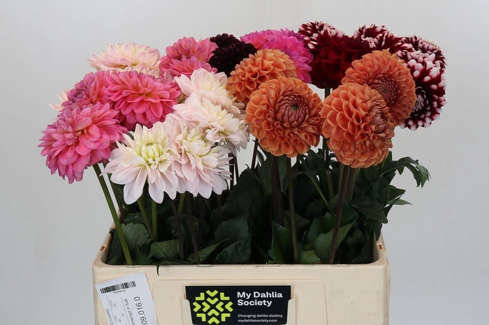 Dahlia   ...mix in fust