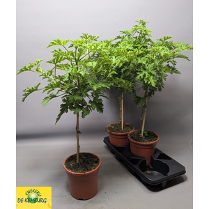 PEL GRAV LEMON TREE
