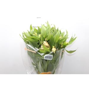 ALSTROEMERIA WHITNEY 080 CM