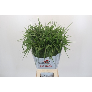 Panicum Fountain