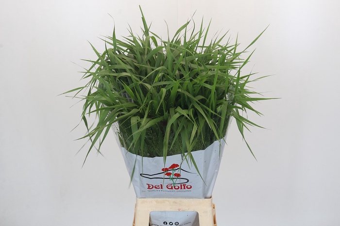 <h4>Panicum Fountain</h4>