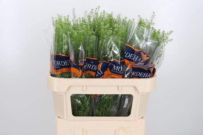 <h4>Lepidium Green Bell</h4>