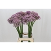 Allium Pink Jewel