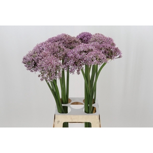 Allium Pink Jewel