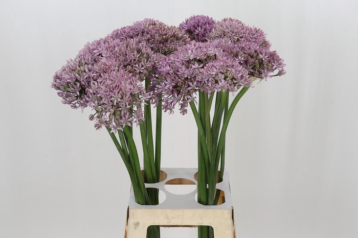 <h4>Allium Pink Jewel</h4>