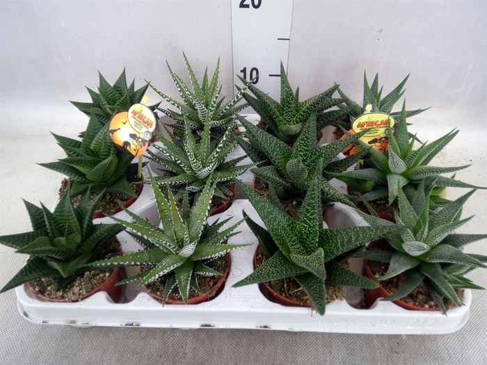 <h4>Haworthia   ...mix</h4>