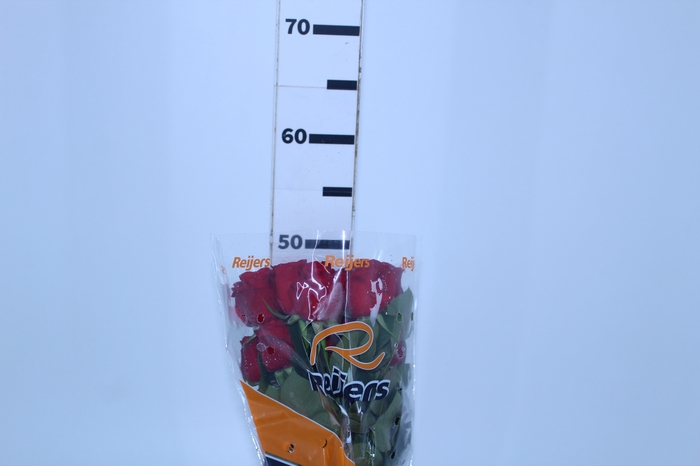 ROSA RED ALERT 050 CM ESTUFA