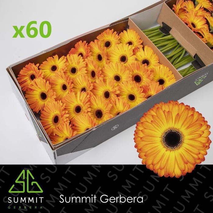 <h4>GE GR CATWALK</h4>