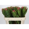 Protea Brenda
