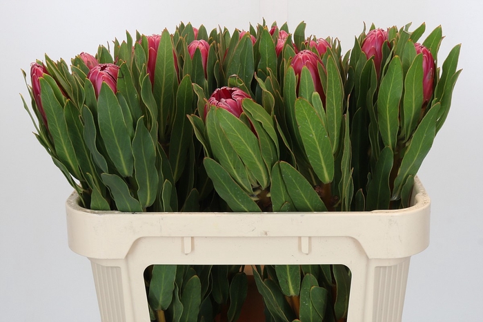 <h4>Protea Brenda</h4>