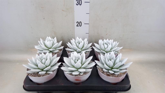 <h4>Echeveria  'Miranda'</h4>